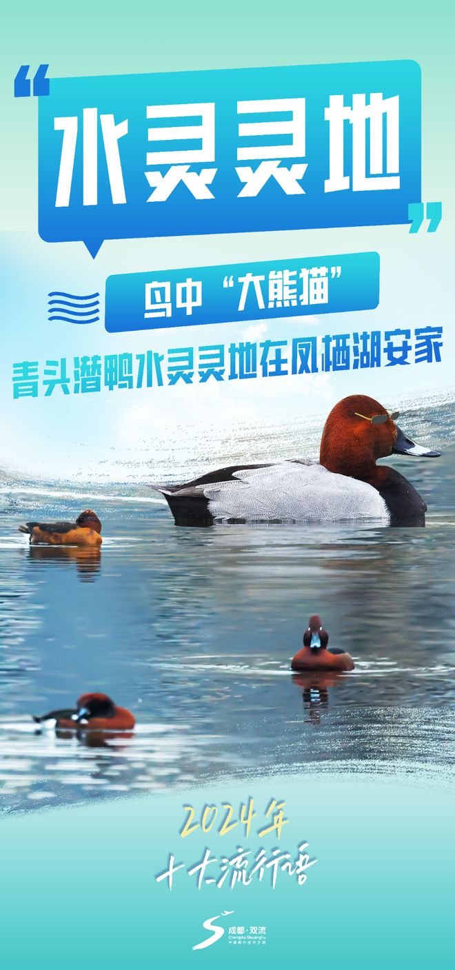 当2024年十大流行语遇见双流！来看看“硬控”你没？(图4)