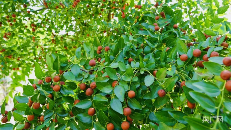 山水相逢·生态赞皇丨一颗枣一片瓷绘就产业发展新图景(图2)