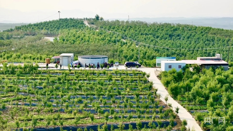 山水相逢·生态赞皇丨一颗枣一片瓷绘就产业发展新图景